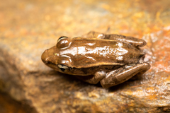 Lithobates brownorum