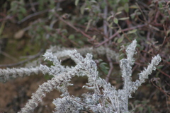 Echium italicum