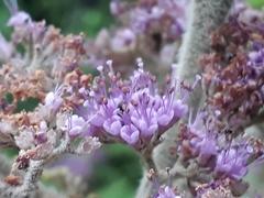 Callicarpa tomentosa