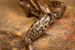 Lithobates brownorum