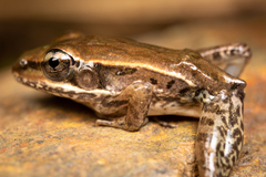 Lithobates brownorum