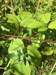 Rubus erythrops