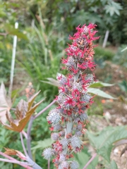 Ricinus