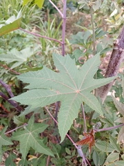 Ricinus