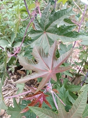Ricinus