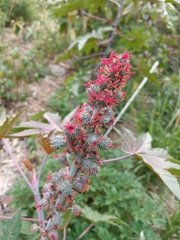 Ricinus