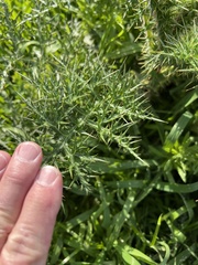 Echinops adenocaulos