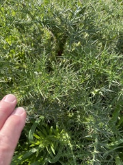 Echinops adenocaulos