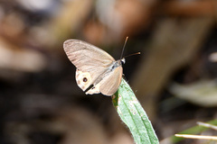 Hypocysta pseudirius