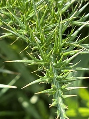 Echinops adenocaulos