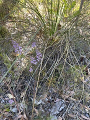 Comesperma virgatum