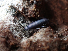 Tomocerus minor
