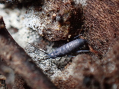Tomocerus minor