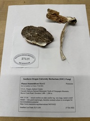 Pluteus brunneidiscus