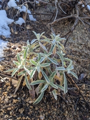 Pseudognaphalium