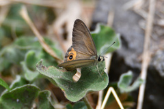 Hypocysta pseudirius