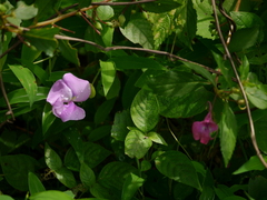 Vigna vexillata