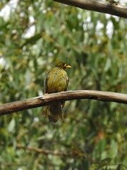 Manorina melanophrys