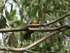 Manorina melanophrys