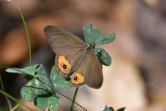 Hypocysta pseudirius