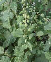 Urtica pilulifera