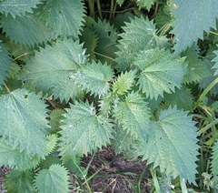 Urtica pilulifera