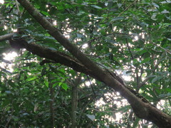 Glyphorynchus spirurus