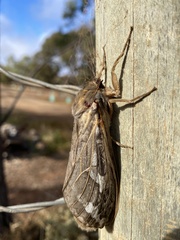Abantiades argentata