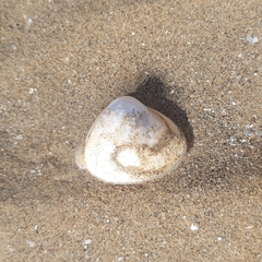 Mactra stultorum