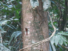 Glyphorynchus spirurus