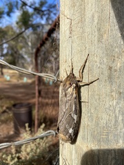 Abantiades argentata