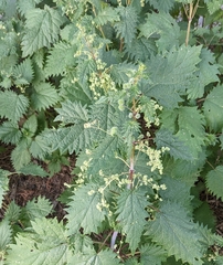 Urtica pilulifera