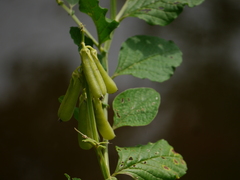 Crotalaria verrucosa