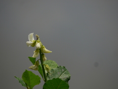 Crotalaria verrucosa
