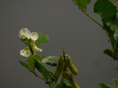 Crotalaria verrucosa