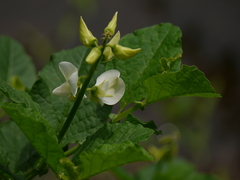 Crotalaria verrucosa