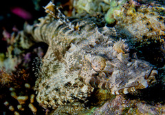 Cymbacephalus beauforti