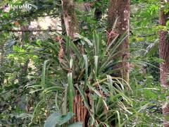 Aechmea bracteata