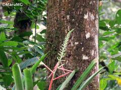 Aechmea bracteata