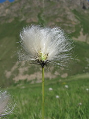Eriophorum vaginatum