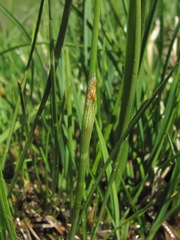 Eriophorum vaginatum