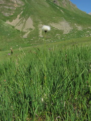 Eriophorum vaginatum