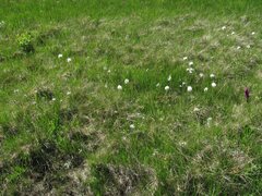 Eriophorum vaginatum