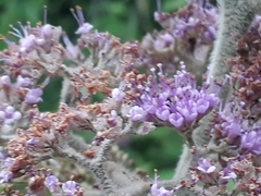 Callicarpa tomentosa
