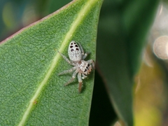 Opisthoncus sexmaculatus