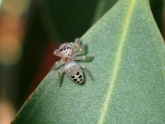 Opisthoncus sexmaculatus