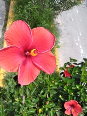 Hibiscus