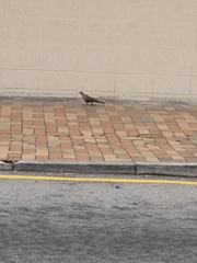 Streptopelia chinensis