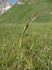 Carex panicea