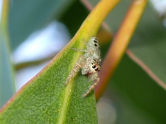 Opisthoncus sexmaculatus